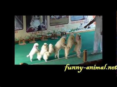 Dog show: pushing, jumping and line up 小狗表演杂技, 超可爱
