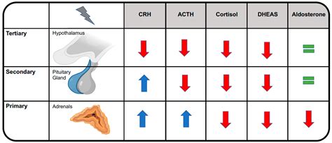 A Closer Look at Opioid-Induced Adrenal Insufficiency: A Narrative Review