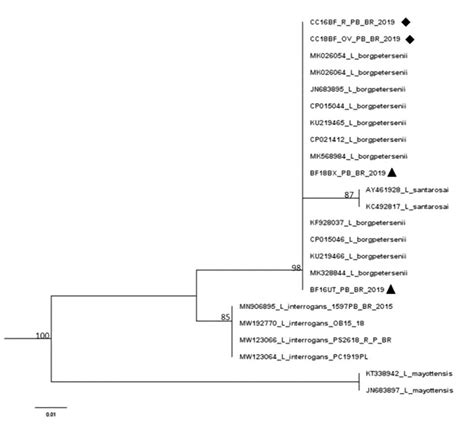 Bovine Leptospirosis in Caatinga Biome, Brazil: New Insights into ...