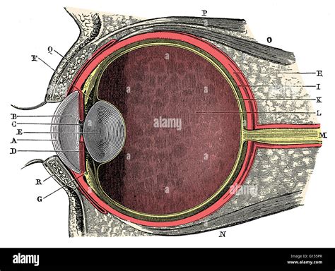 Anatomy of the Human Eye. Cornea (A), aqueous humor (B), iris (C ...