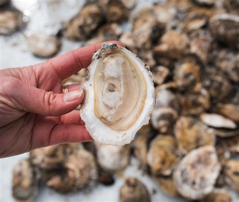 DELIVERY THIS WEEK - Island Creek Oysters | Buy Oysters Online