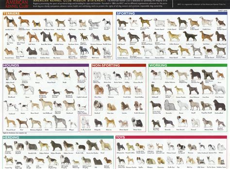 Dog fact of the week: There are no AKC recognized breeds of dog that start with the letters Q, U ...