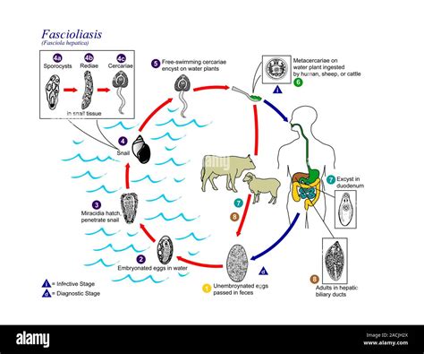 Fascioliasis life cycle. Diagram showing the life cycle of the parasitic flukes Fasciola ...