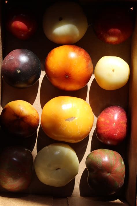 Primitive Nature 的图像结果