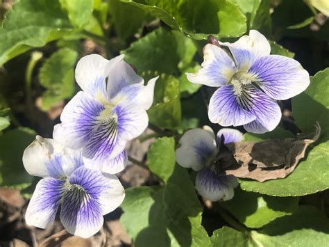 Wisconsin Wildflower | Wood Violet | Viola papilionacea| The Wisconsin ...