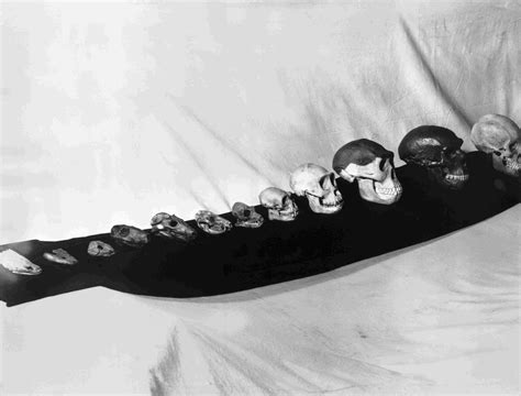 Evidence of Evolution 的图像结果