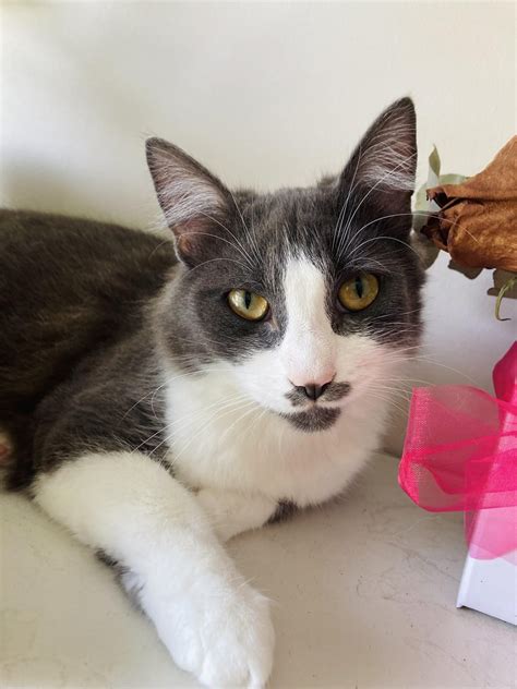 What are your nicknames for your cats? This is my cat Luna. Her nicknames are Luna bug or little ...