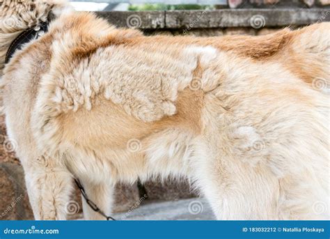 Shedding Dogs. Concept of Spring Moulting Dogs Stock Photo - Image of ...