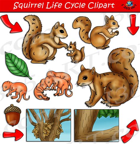 Black Squirrel Life Span