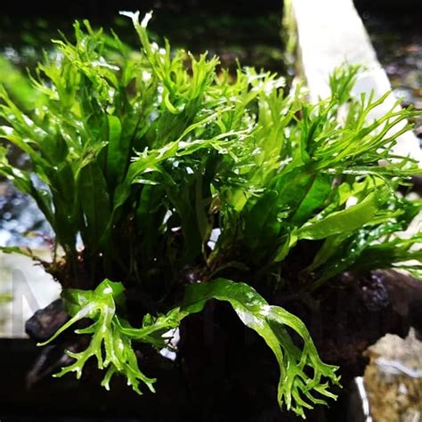 Image result for Windelov Java Fern