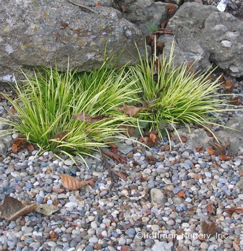 Acorus gramineus ‘Minimus Aureus’