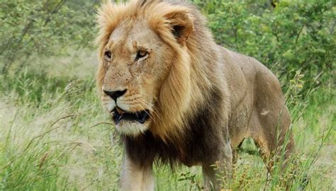 14th Asiatic Lion Census results out, numbers go up to 523 ...