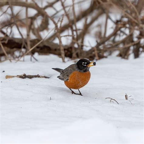 What Does A Robin Red Breast Symbolize at Robert Herrera blog