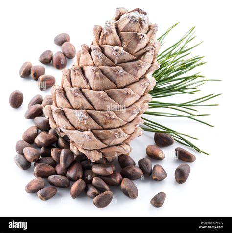 Pine nut cone and pine nuts on the white background. Organic food Stock ...