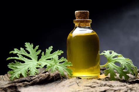 Is Citronella Safe for Babies (Candles, Oils, Lotions, Plants!)