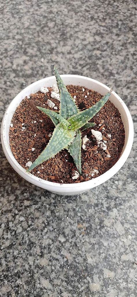 GO GREENZ Root Bridges Aloe Pepe Succulent Plant (Pot Included ...