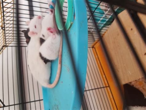Ratten Kleinanzeigen | Ratten Annoncen | Ratten Inserate | Ratten ...