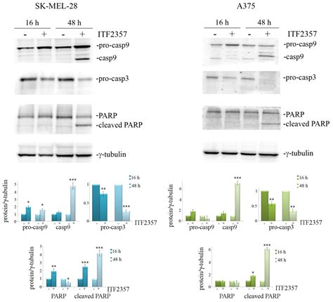 The Histone Deacetylase Inhibitor ITF2357 (Givinostat) Targets ...
