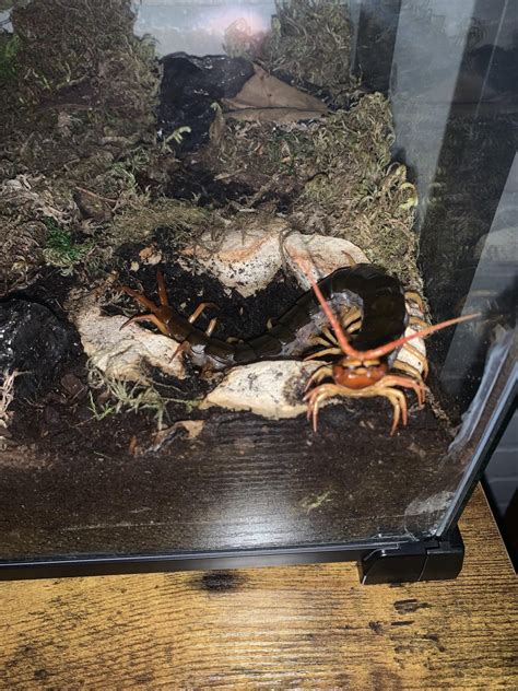 For those wondering how much a centipede sting hurts: here you go : r/centipedes