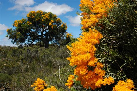 Australia's native Christmas tree is a gift that keeps on giving - Australian Geographic