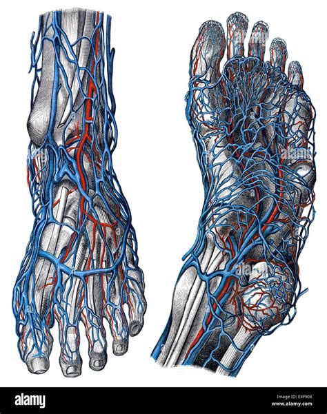 The veins of the foot Stock Photo - Alamy