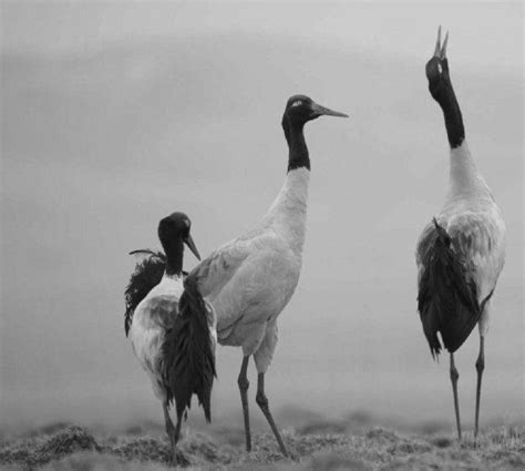 China's nature reserves record rise in migratory birds | Los Angeles ...