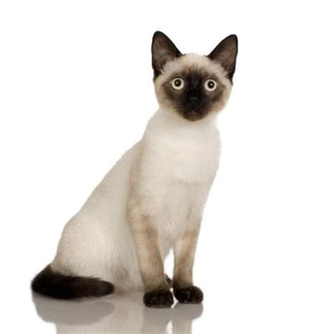 What Age Are Siamese Cats Expected to Live? - Pets