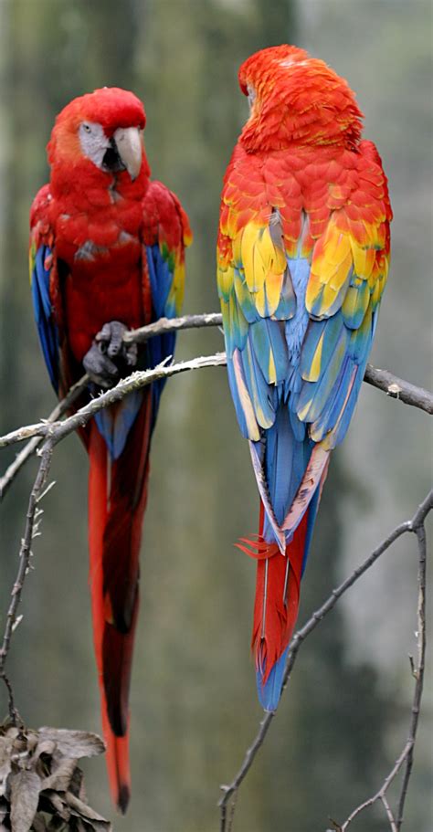 Costa Rican Animals
