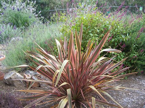 The 2 Minute Gardener: Photo - New Zealand Flax (Phormium tenax 'Maori ...