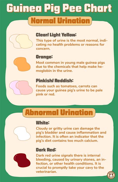 Guinea Pig Urine Color | Coloring Pages