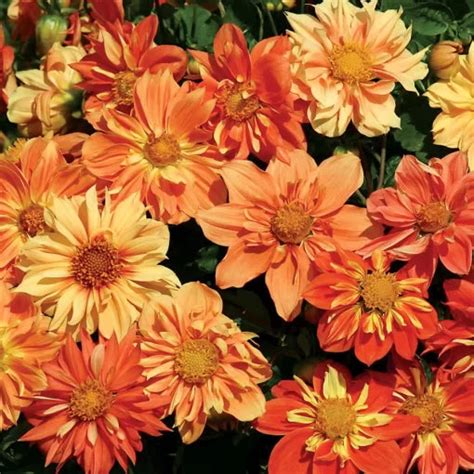 Sunny Reggae Dahlia Seeds Warm Toned Decorative Dahlia High Germination ...