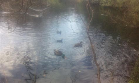 EPPING FOREST (2025) All You Need to Know BEFORE You Go (with Photos ...