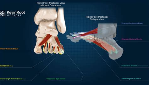 Flexor Digitorum Longus Foot