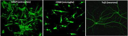 CSIR-CDRI Lucknow