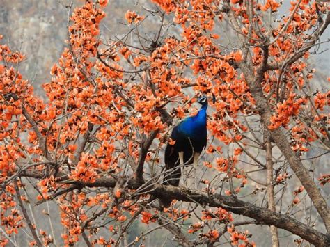 All About The Indian Peafowl | Nature inFocus