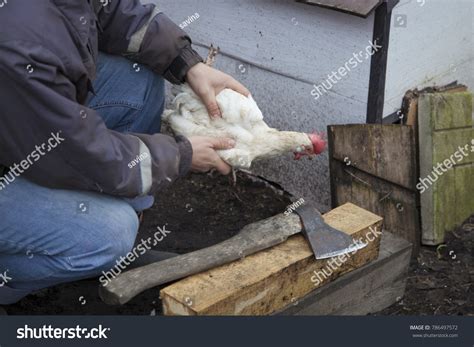 What Animal Will Eat The Head Off A Chicken at Debra Masters blog