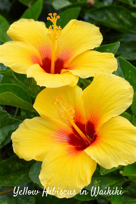 Waikiki Yellow Hibiscus Flowers | Hawaii flowers, Yellow hibiscus ...