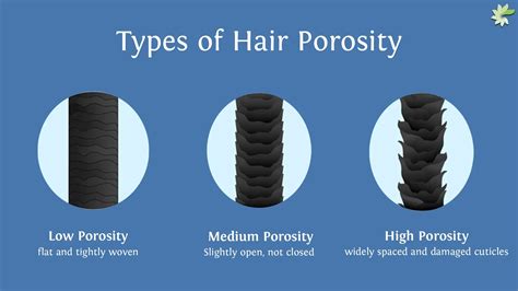 Understanding Hair Porosity and a Guide to Manage It – minaturewellness