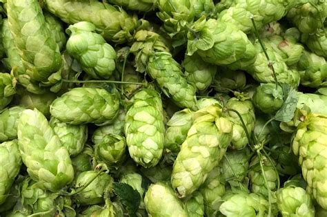 What are Hops in Beer? (Different Types of Hops)