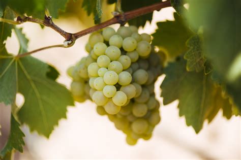 如何读懂品种----学习葡萄酒的捷径 | 杜塞佳酿