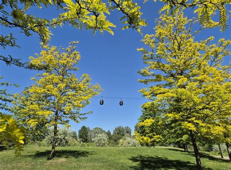 Image result for Monty Python Gondolas