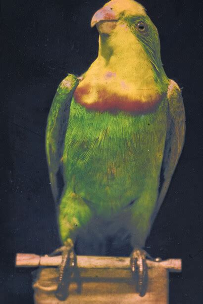 True colors. Color in photography from 1849 to 1955 | Meer