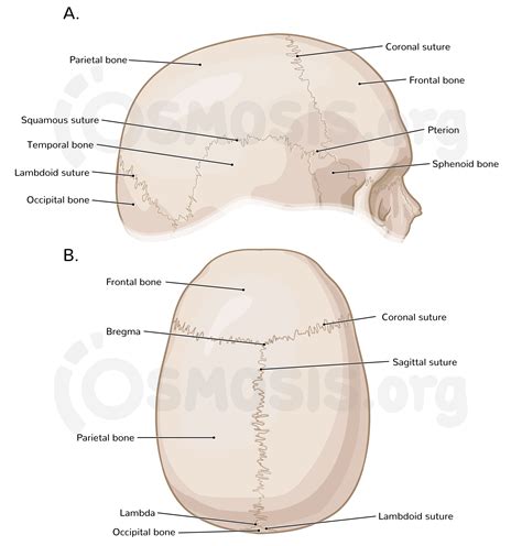Bones of the cranium | Osmosis