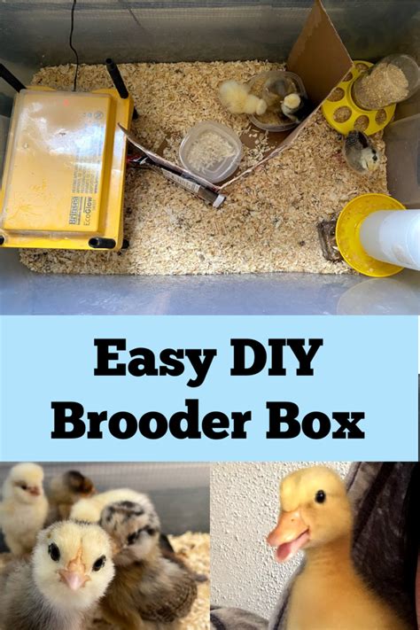 Image result for DIY Brooder Box