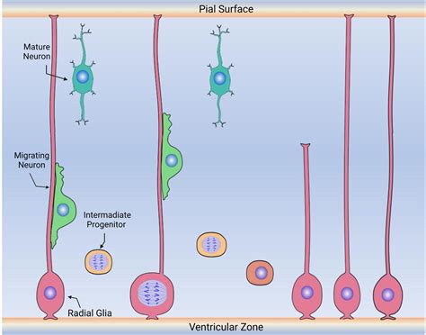 Frontiers | Radial glia and radial glia-like cells: Their role in neurogenesis and regeneration