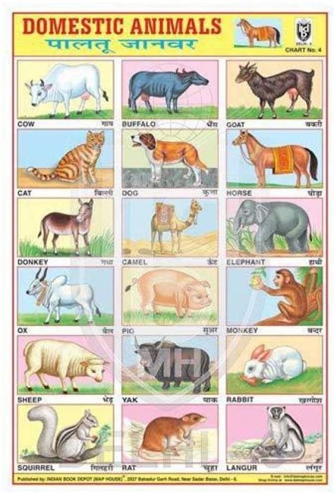 DOMESTIC ANIMALS CHART [Wall Chart] BOOK DEPOT (MAP HOUSE) Paper Print ...