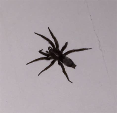 Scotophaeus blackwalli (Mouse Spider) in Marina del Rey, California United States