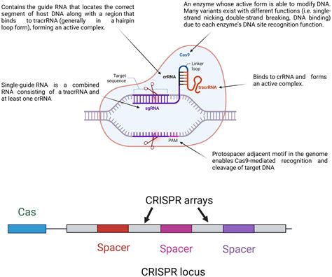 Frontiers | Harnessing bacterial immunity: CRISPR-Cas system as a versatile tool in combating ...