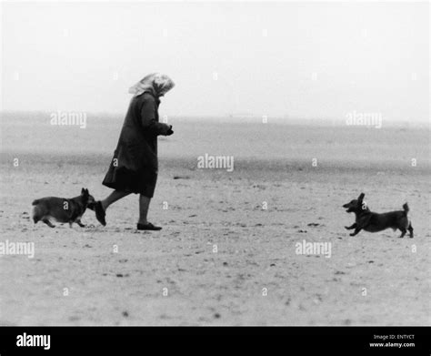 Her Majesty Queen Elizabeth II walking two of her corgis on the beach ...