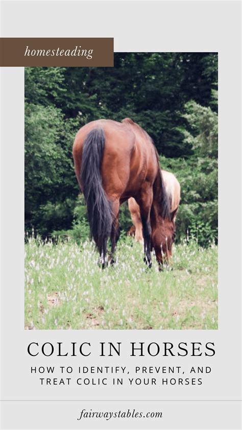 Identifying, Preventing, and Treating Colic in Horses - fairwaystables.com
